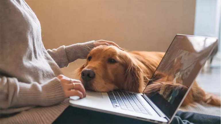 Evcil Kedi ve Köpekler İçin COVID-19 Aşısı Olacak mı? Son Durumu Araştırdık