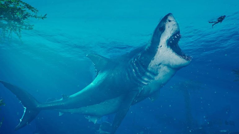 Kafa Karıştıran Yeni Araştırma: Megalodon Gerçekten Çok mu Büyüktü?