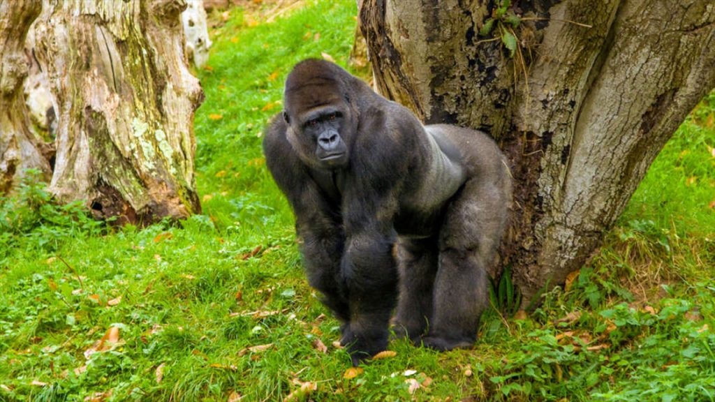 Cep telefona bağımlı hale gelen goril Amare ve diğerleri: Teknoloji, hayvanlara zararlı mı?