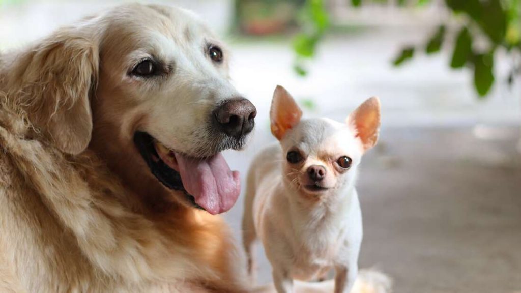 Köpeklerin davranışları ve ırkları arasındaki bağlantı, o kadar da güçlü olmayabilir