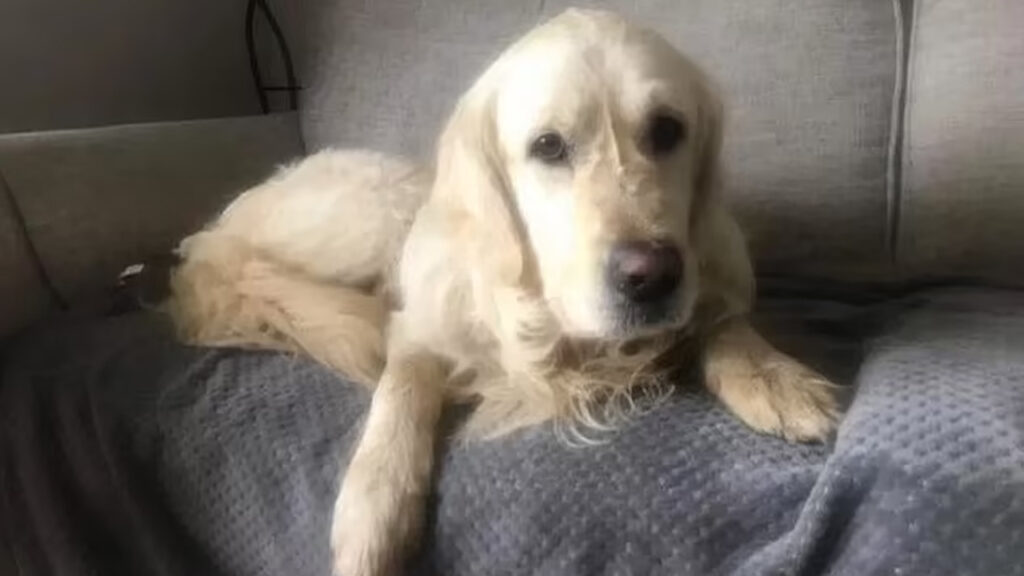 Golder Retriever cinsi köpek yeni evinden kaçtı, 65 kilometre yol yaparak, 27 günde eski evine döndü